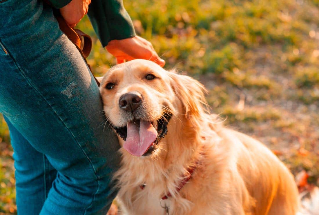 Come prendersi cura del cane