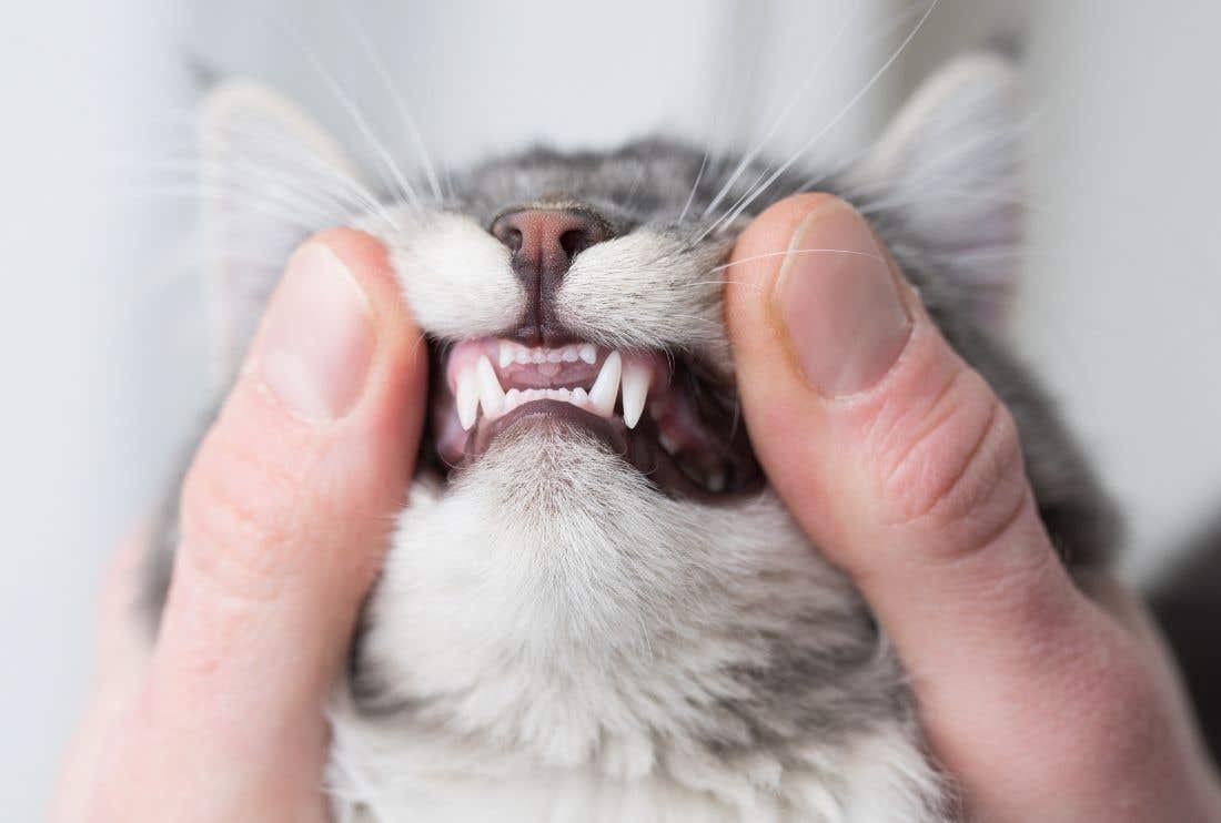 Dentizione del gatto: tempistiche, sintomi e cure