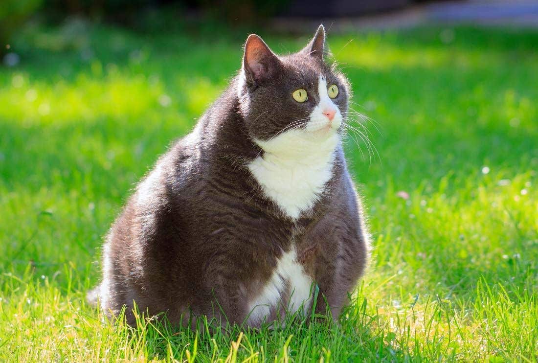 Gatto obeso o in sovrappeso: 3 consigli