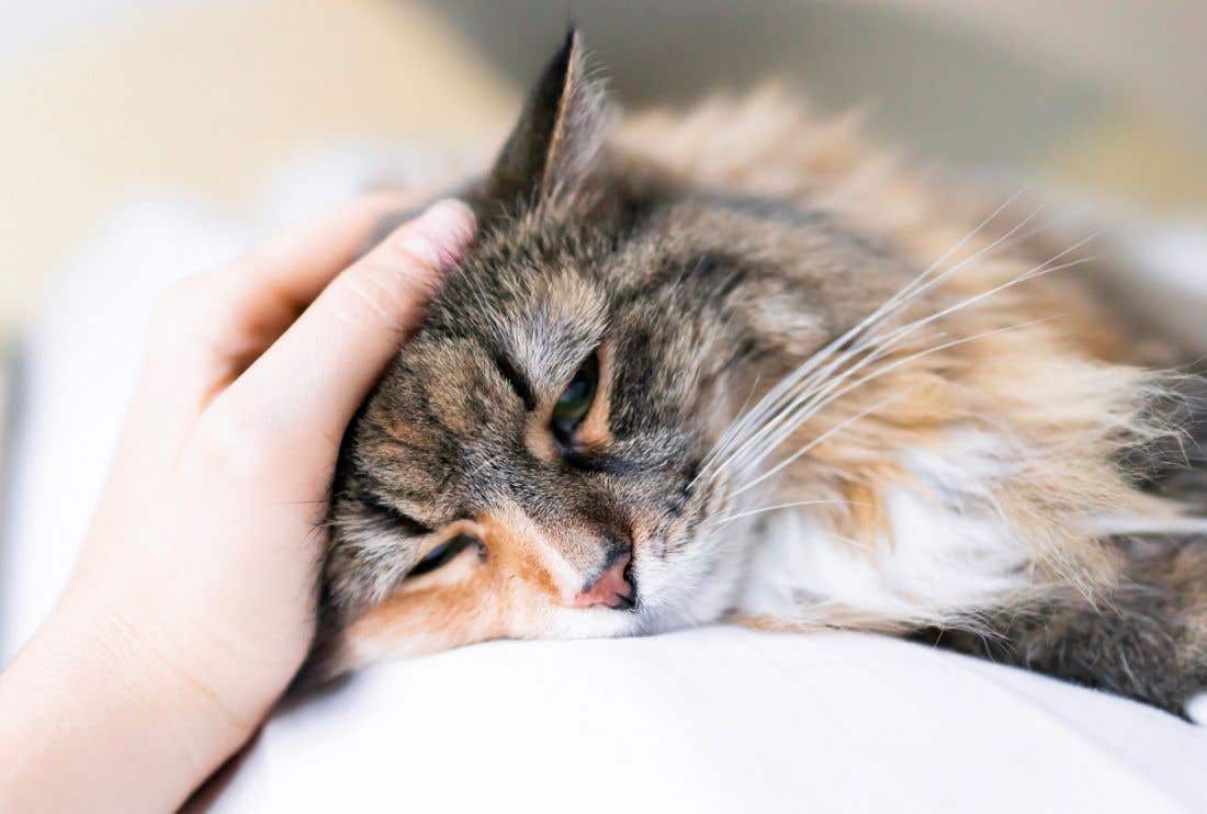 Il gatto vomita: perché e cosa fare?