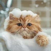 Categoria Shampoo image